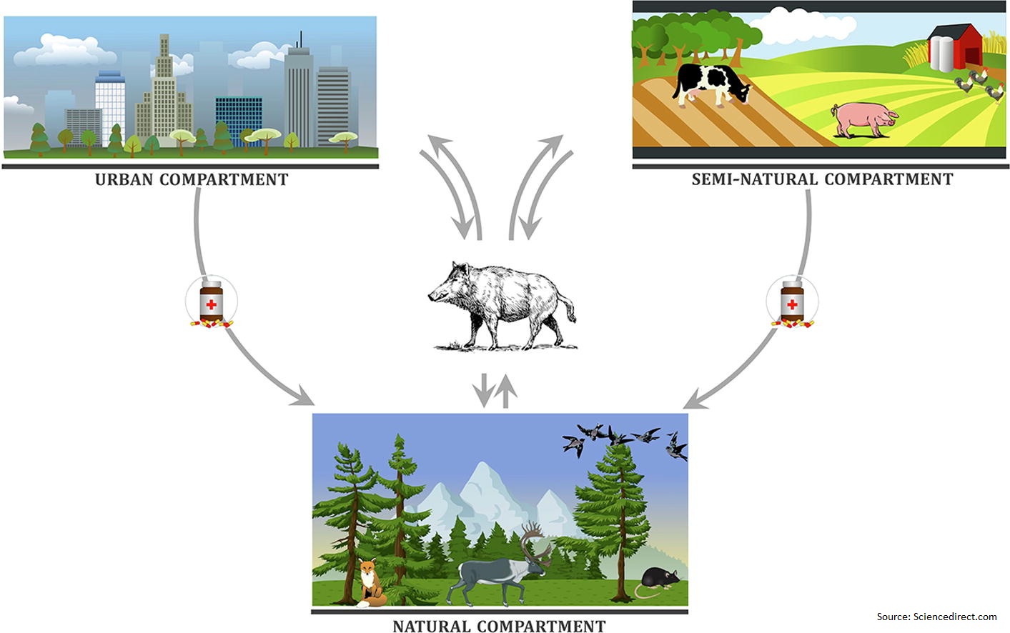 Wild boar as a reservoir of antimicrobial resistance