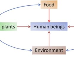 Interplay of antibiotic resistance and food-associated stress tolerance in foodborne pathogens