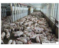 A Review of the Presence of Antibiotic Resistance Problems on Klebsiella Pneumoniae Acquired from Pigs: Public Health Importance