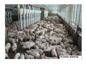 A Review of the Presence of Antibiotic Resistance Problems on Klebsiella Pneumoniae Acquired from Pigs: Public Health Importance