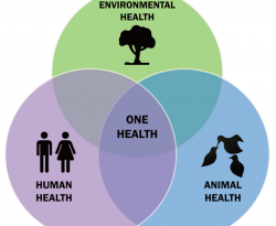Antimicrobial use in food animals and human health: time to implement ‘One Health’ approach