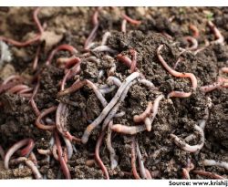Deciphering potential roles of earthworms in mitigation of antibiotic resistance in the soils from diverse ecosystems