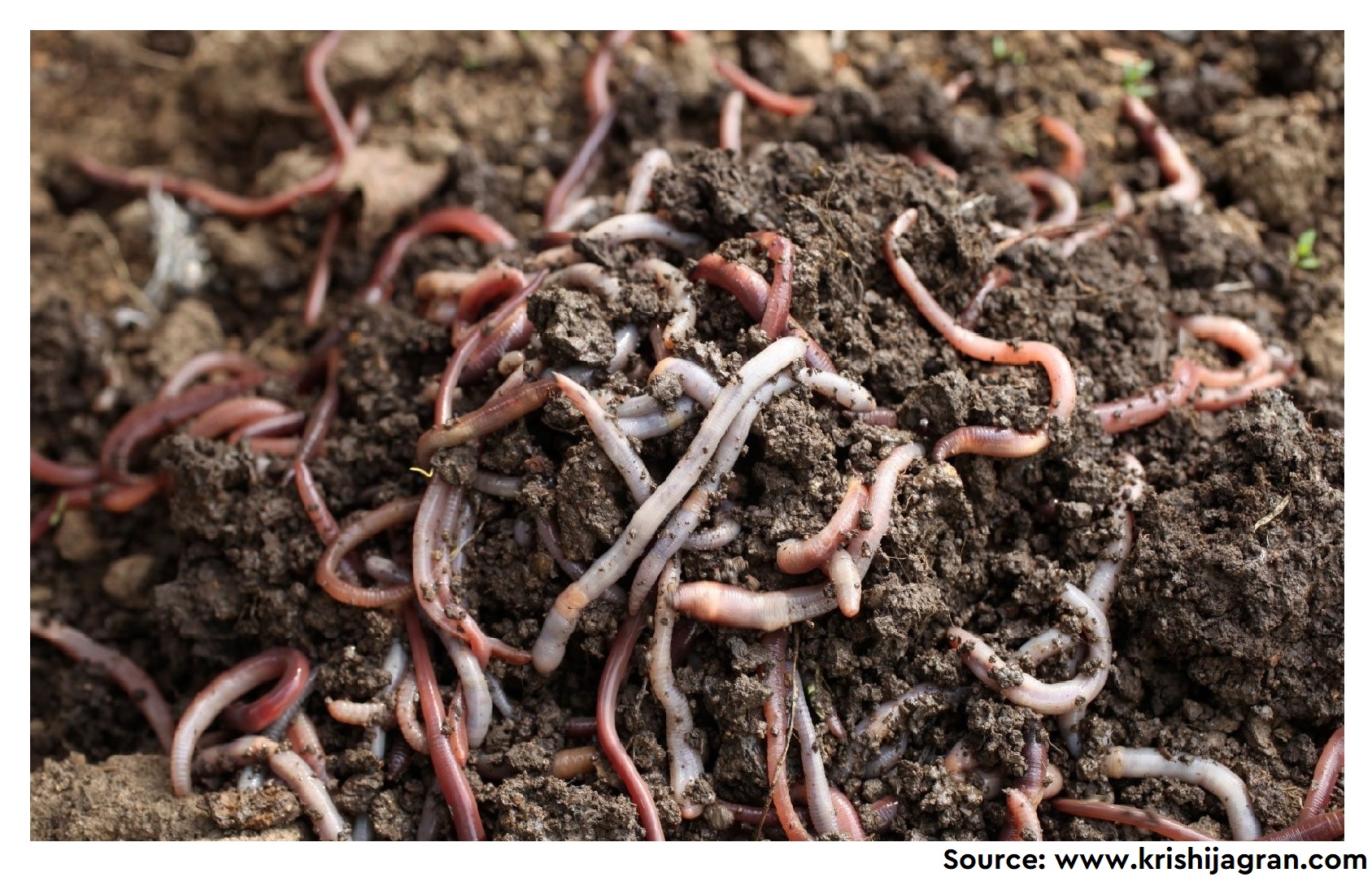 Deciphering potential roles of earthworms in mitigation of antibiotic resistance in the soils from diverse ecosystems