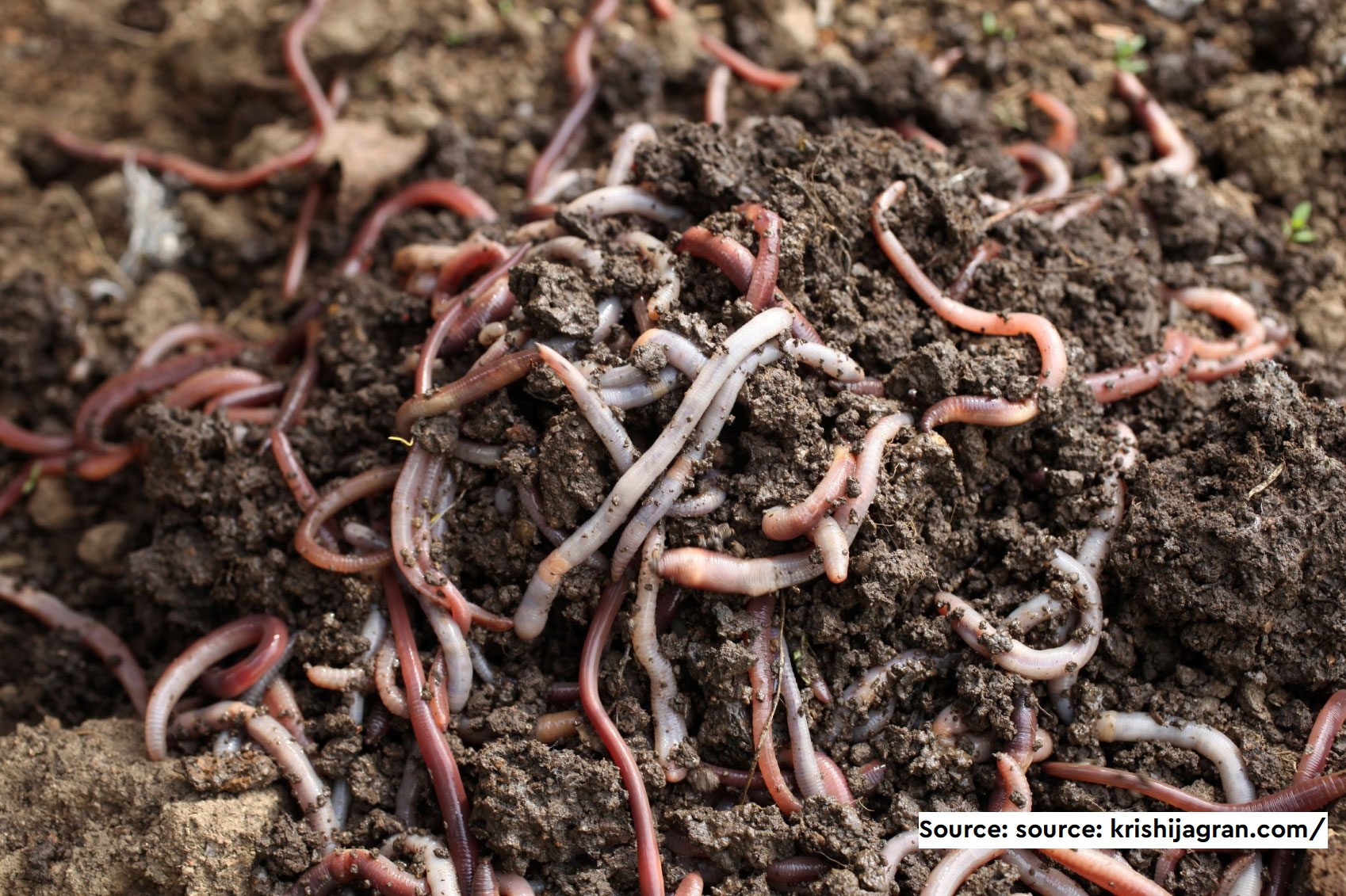 Deciphering potential roles of earthworms in mitigation of antibiotic resistance in the soils from diverse ecosystems