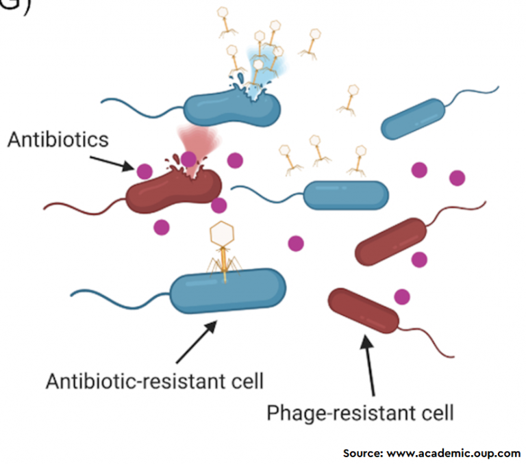 Current Challenges and Future Opportunities of Phage Therapy - Prevent It