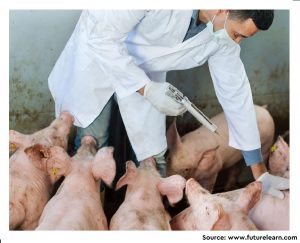 From the Farms to the Dining Table: The Distribution and Molecular Characteristics of Antibiotic-Resistant Enterococcus spp. in Intensive Pig Farming in South Africa