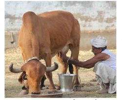 Understanding Antibiotic Usage on Small-Scale Dairy Farms in the Indian States of Assam and Haryana Using a Mixed-Methods Approach—Outcomes and Challenges