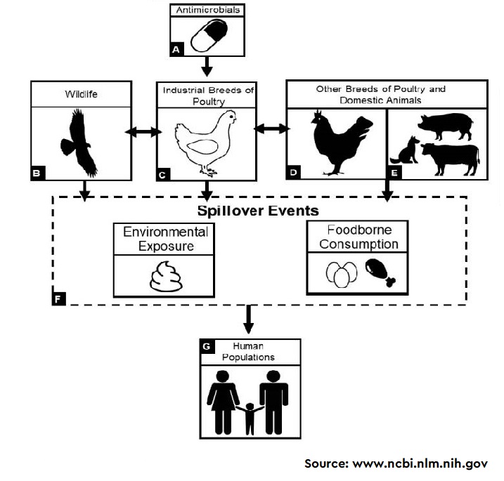 A Review of Antimicrobial Resistance in Poultry Farming within Low-Resource Settings