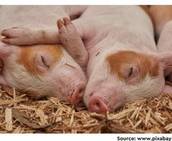 Eco-friendly Ways to Feed Pigs without Antibiotics