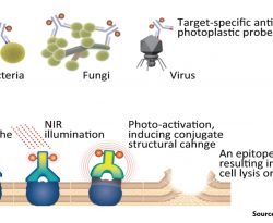 Antimicrobial Strategy for Targeted Elimination of Different Microbes, Including Bacterial, Fungal, and Viral Pathogens