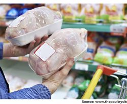 Prevalence and Antimicrobial Resistance of Escherichia Coli in Chicken Meat and Edible Poultry Organs Collected from Retail Shops and Supermarkets of North Western Province in Sri Lanka