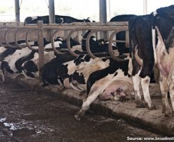 Antimicrobial resistance in dairy slurry tanks: A critical point for measurement and control