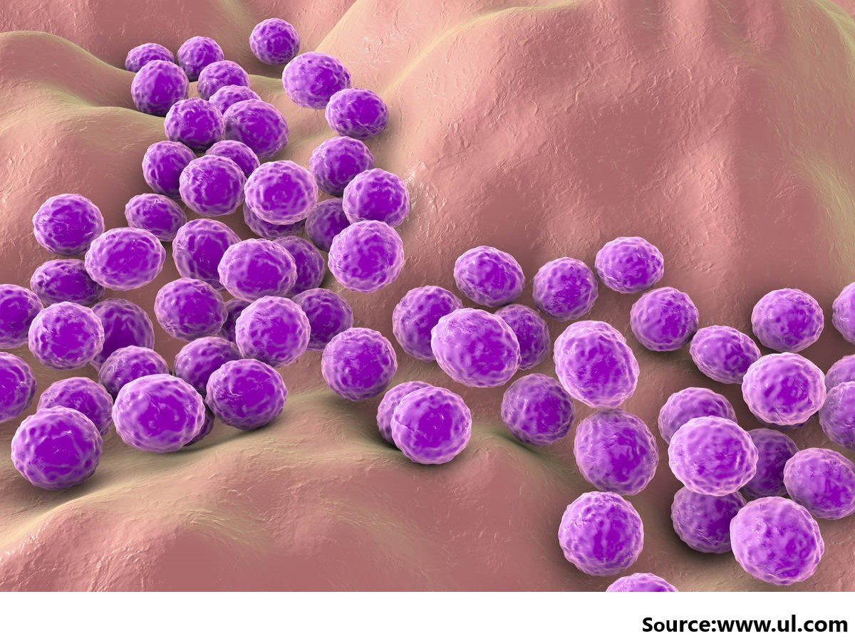Antibiotic Combinations Reduce Staphylococcus Aureus Clearance